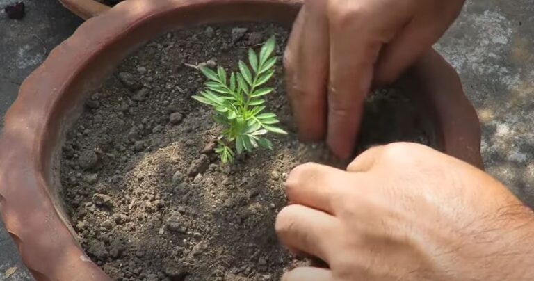 How to Define a Garden?: Cultivate Your Eden