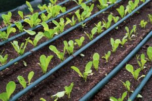 Irrigation Systems for Vegetable Gardens