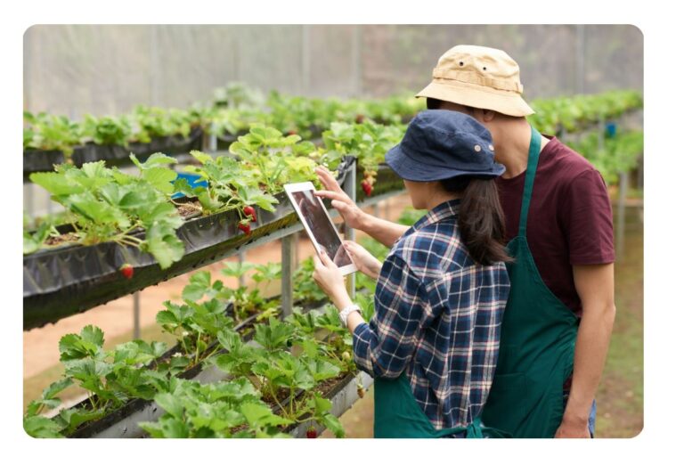 Irrigation Systems for Vegetable Gardens