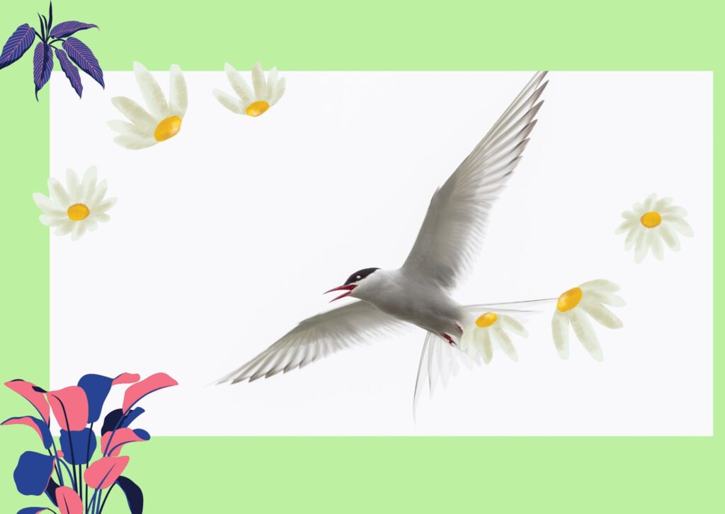Bird And Wildlife Accessories Online