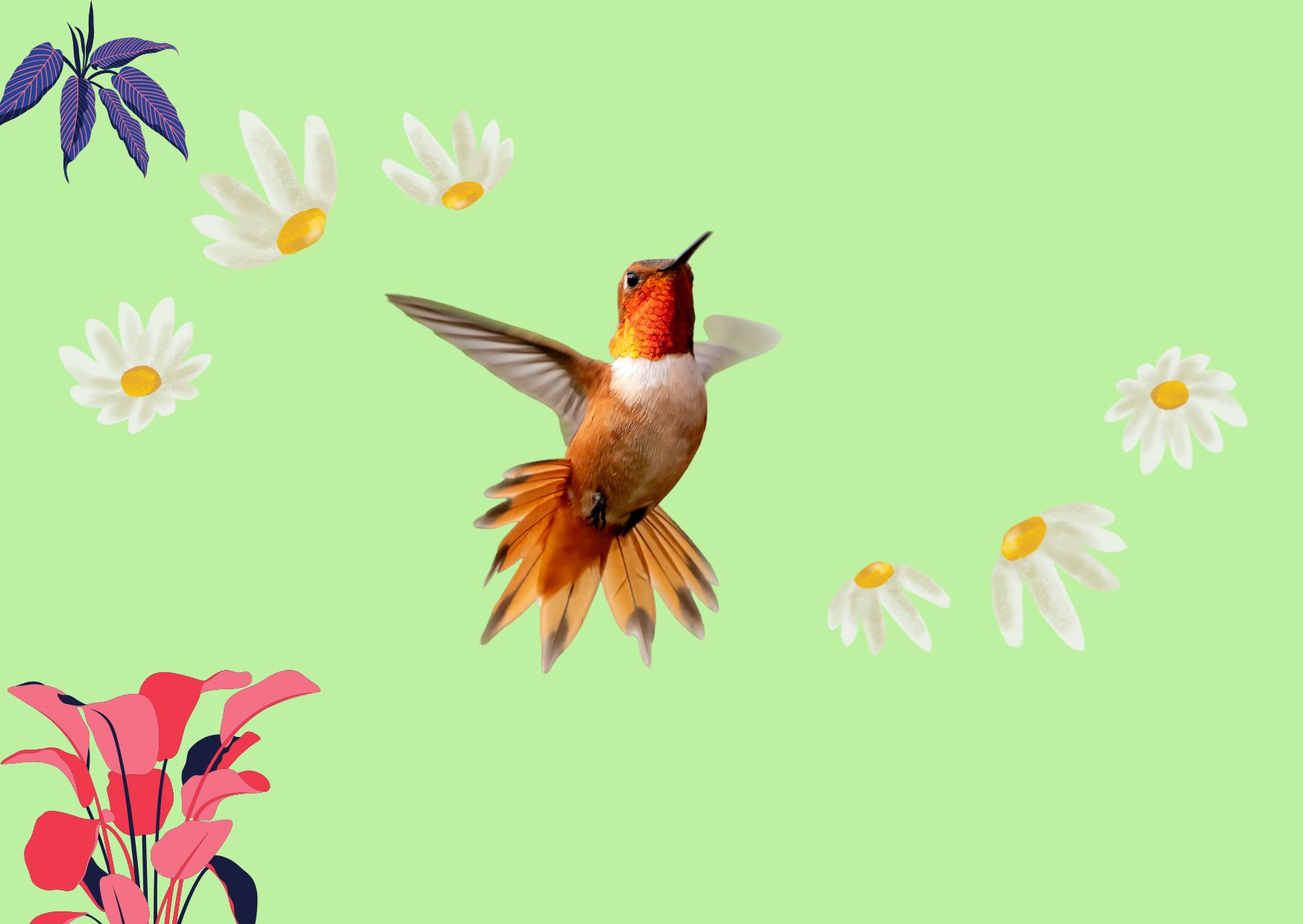 Bird And Wildlife Accessories