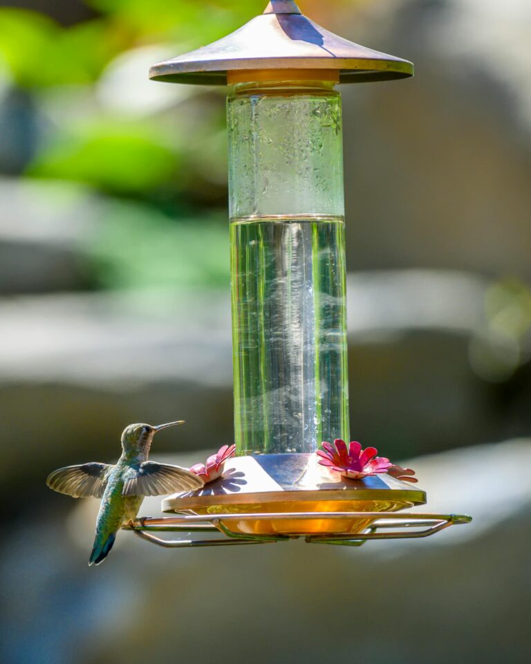 Bird Feeders Attract Birds