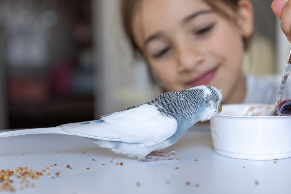 bird seed for songbirds