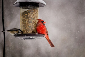 Bird Feeder for Cardinals