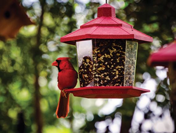 bird seed for cardinals