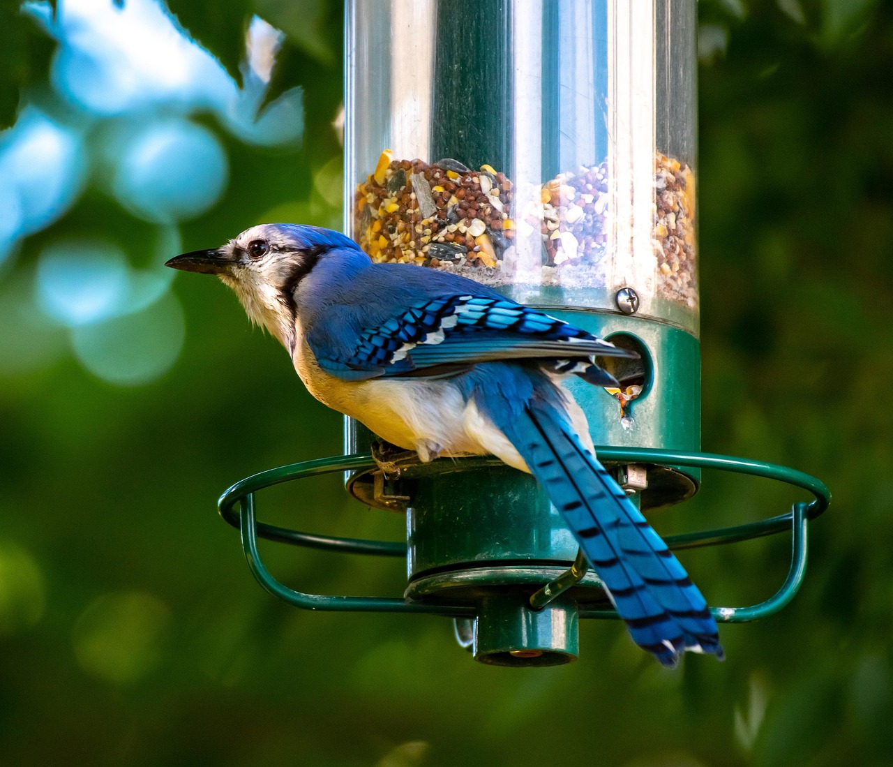 bird feeders that are squirrel proof