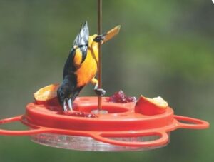 Birds Choice Oriolefest Oriole Bird Feeder for Oranges, Jelly, and 12 oz Nectar