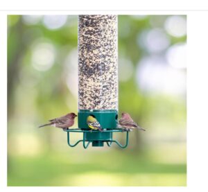 Droll Yankees Flipper Squirrel Proof Bird Feeder