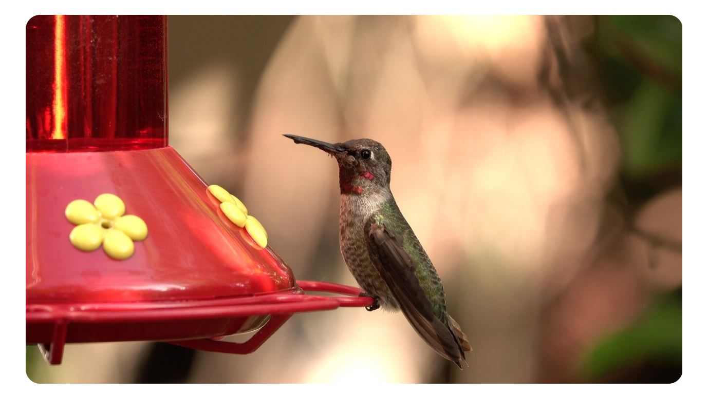 Oriole For Bird Feeders