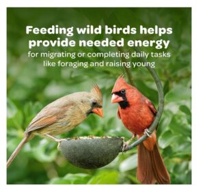 Kaytee Nut & Fruit Blend Wild Bird Food