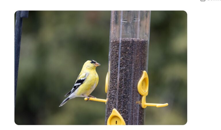 Bird Feeders for Finches