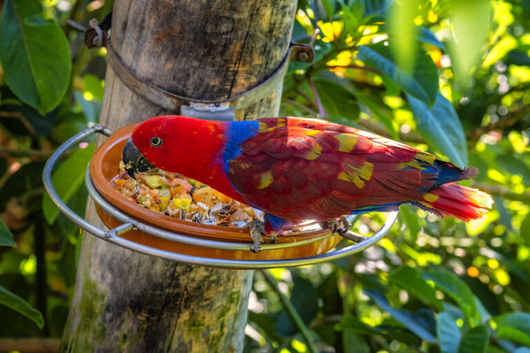 bird food to attract colorful birds
