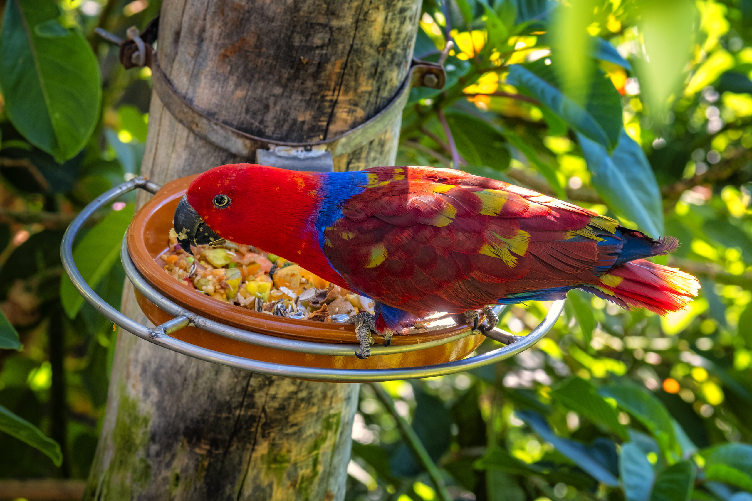 bird food to attract colorful birds