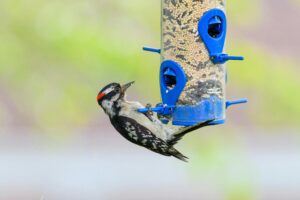 Binoculars for Bird Watching