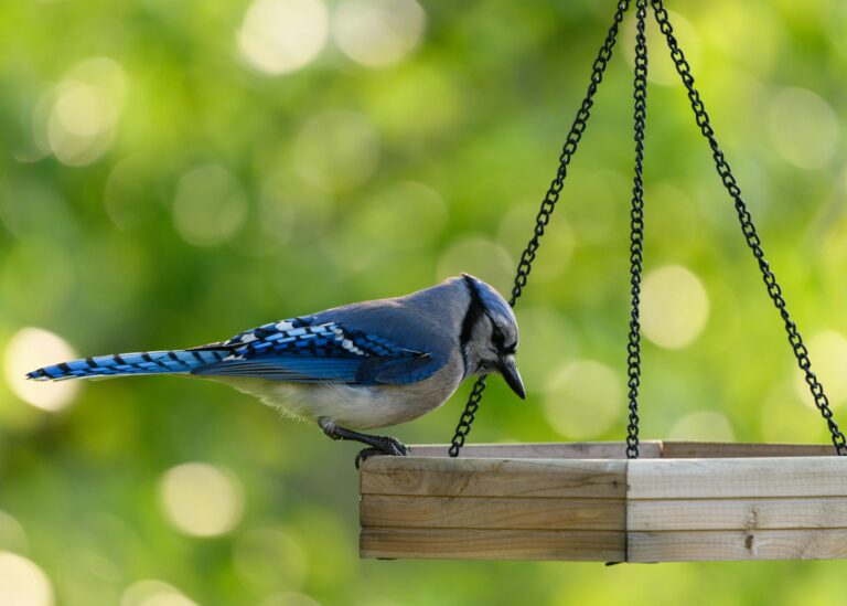 Binoculars for Bird Watching