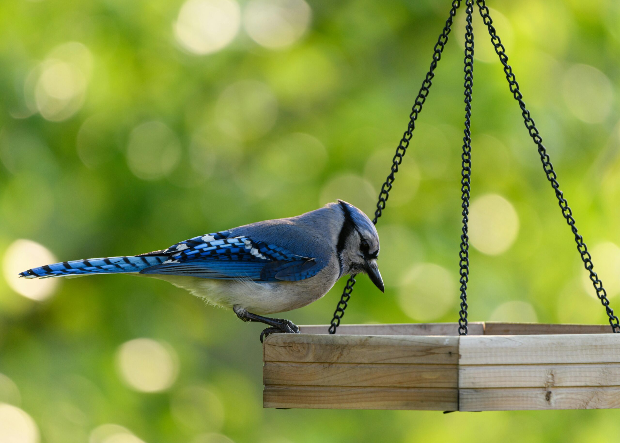 Binoculars for Bird Watching