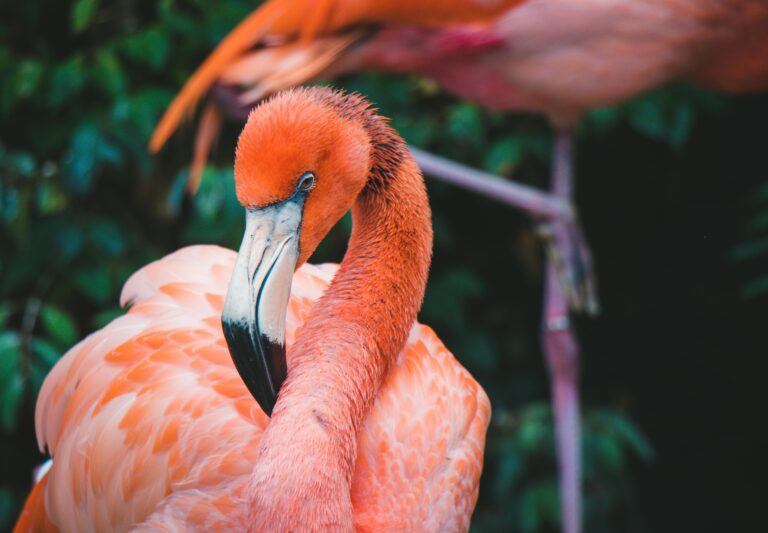 Bird Feeder Cameras