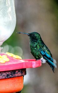 Binoculars for Bird Watching