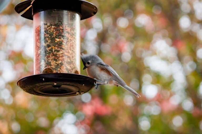 Bird Feeder for Cardinals