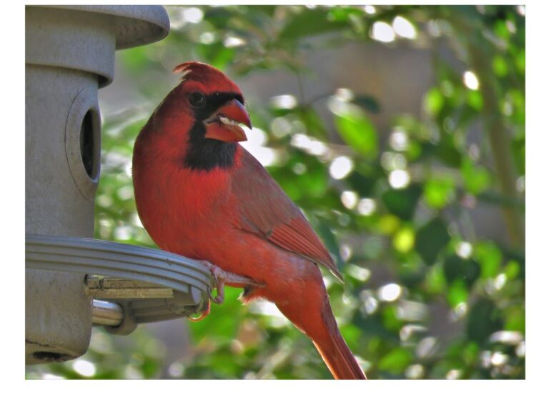 window bird feeder