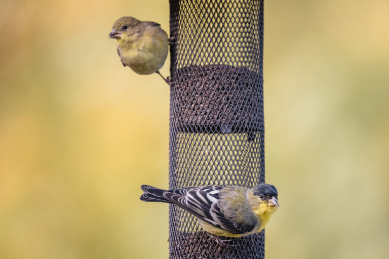 5 Best Bird Seed for Woodpeckers Attract These Striking Backyard Visitors