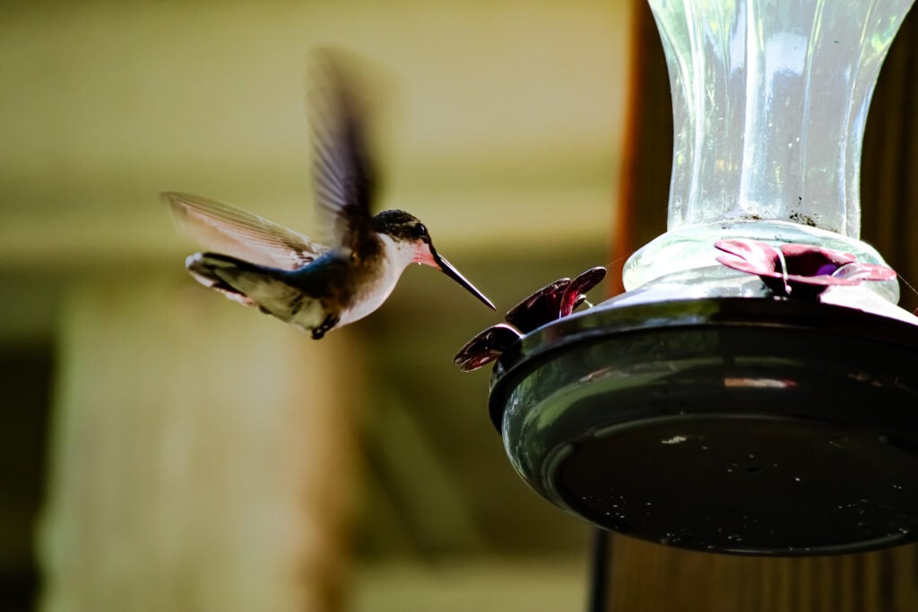 5 Best Hummingbird Feeders for Summer 2025