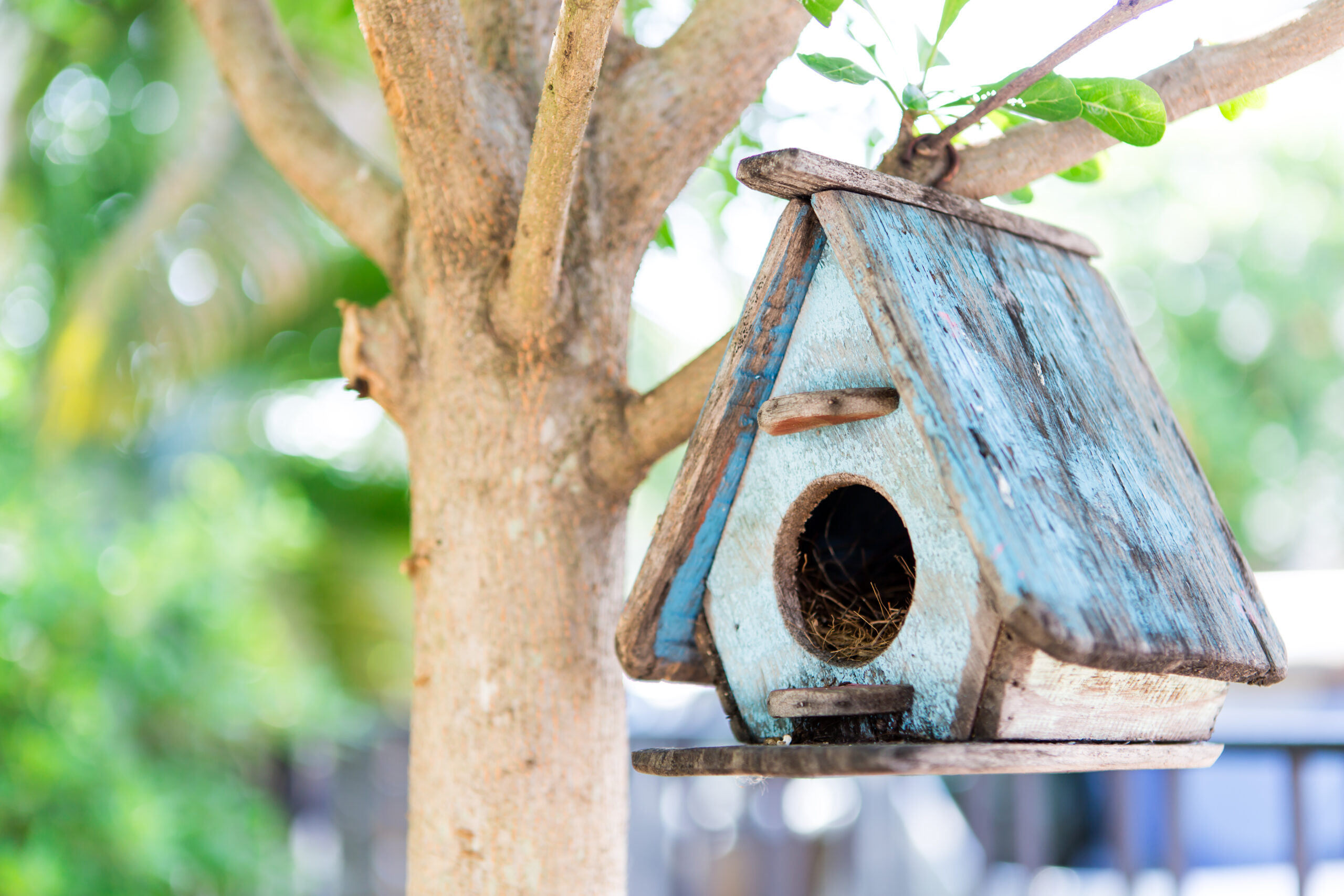 hummingbird feeders for backyard