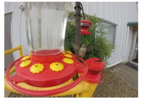 First Nature 3055 Hummingbird Feeder