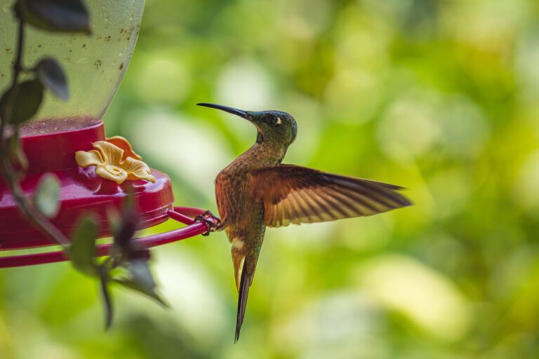 5 Best Red Flower Hummingbird Feeder to Attract More Birds in 2025