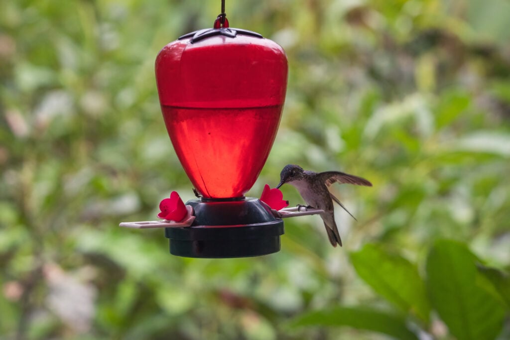 5 Best Ant and Bee-Proof Hummingbird Feeders (2025 Buyer’s Guide)