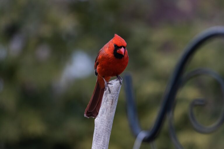 5 Best Bird Feeders for Northern Cardinals: A Comprehensive Review