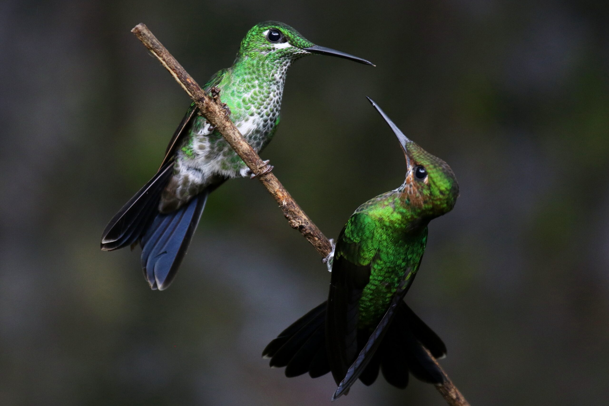 5 Best Hummingbird Feeders for Shade or Partial Sun (Updated 2025)