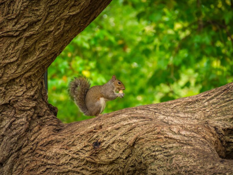 Best Squirrel Feeders of 2025