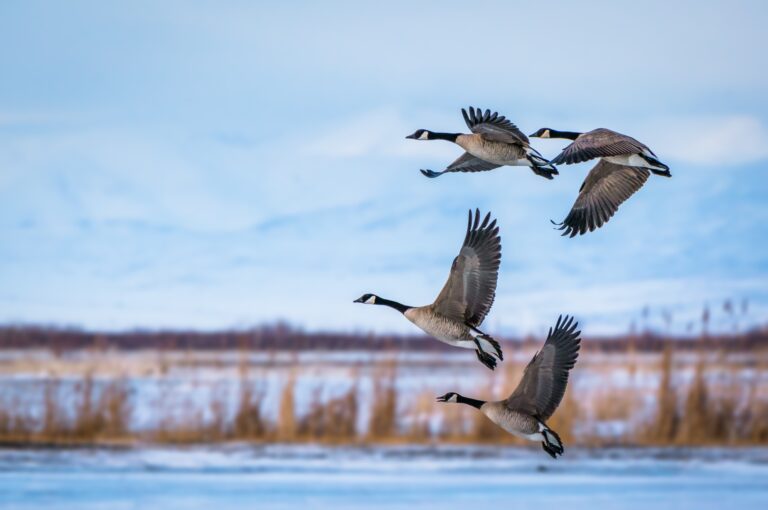 What are the top 20 bird names?