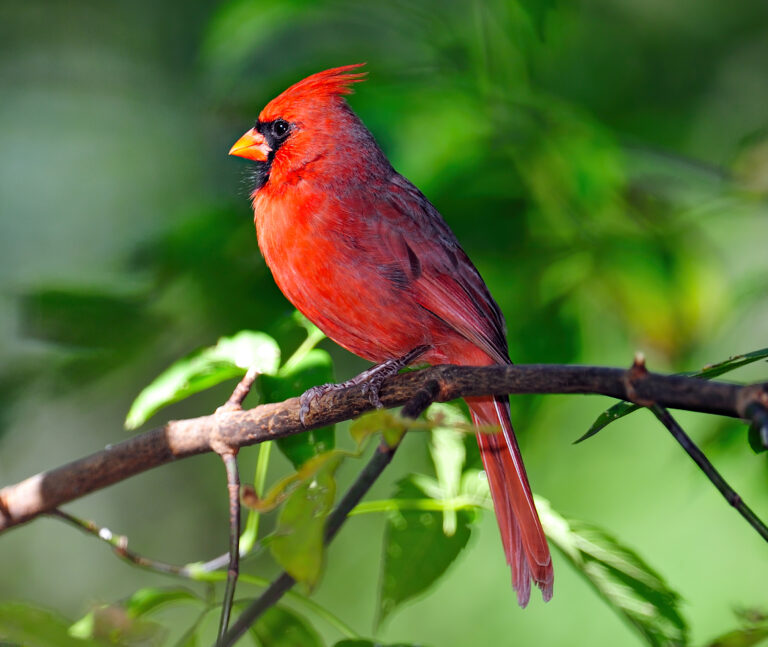 What is the name of the 20 birds?