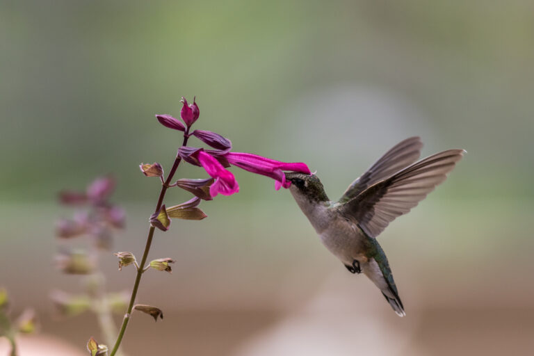 5 Best Easy-Fill Top Hummingbird Feeders with Wide Mouth (2025 Guide)