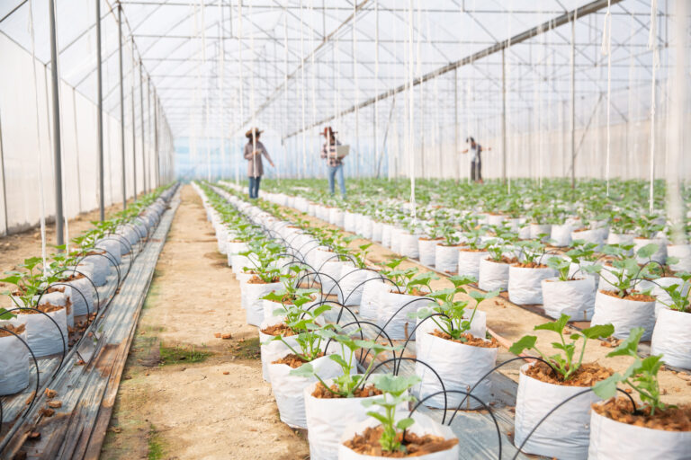What is the definition of a greenhouse