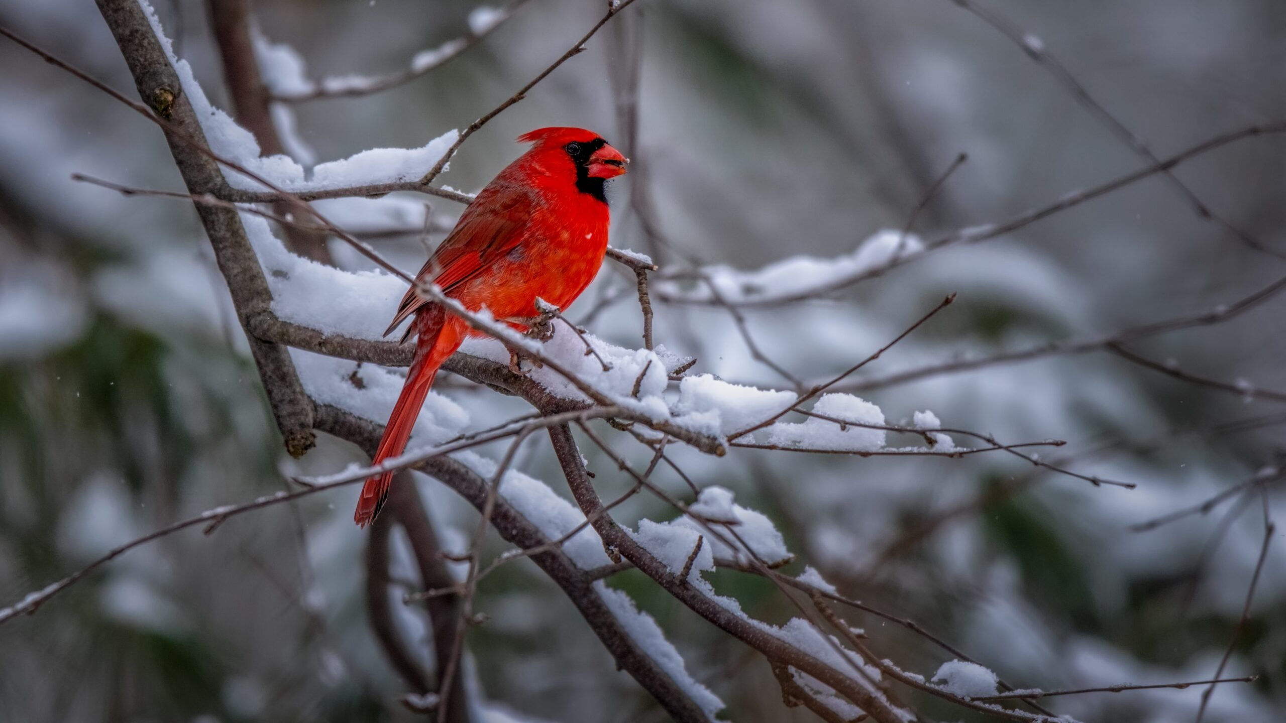 Heated Bird Baths for Cardinals in Winter – 2025 Picks