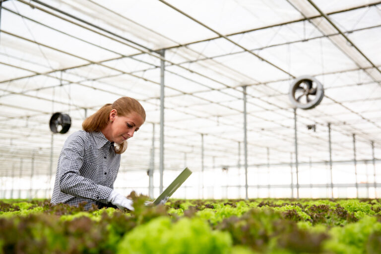 Solar Fan vs Electric Fan for Greenhouses: Which One Should You Buy?