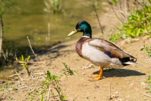 Mallard Ducks 