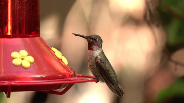 Best Easy-Clean Hummingbird Feeders for Beginners (2025)