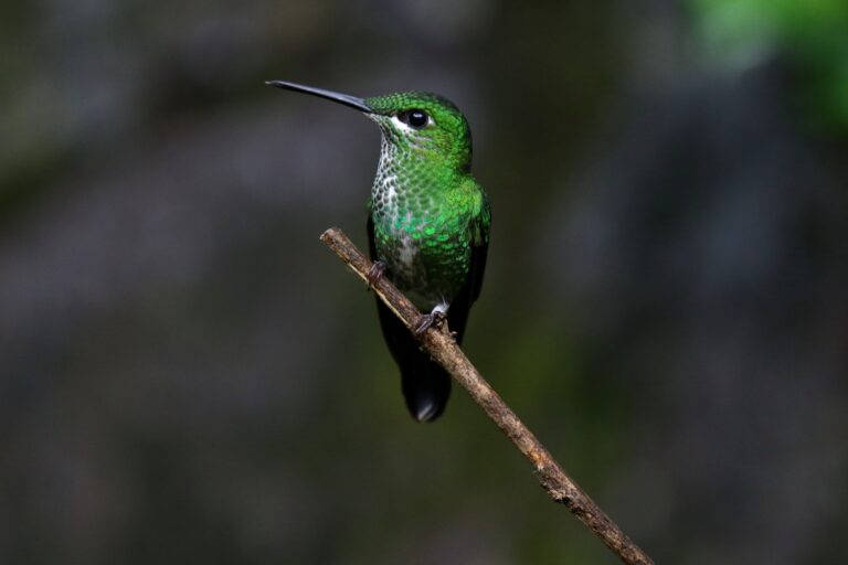 5 Best Bird-Safe Hummingbird Nectar Feeders (No Dye) for Your Garden in 2025