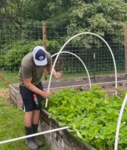 how to keep birds out of the vegetable garden