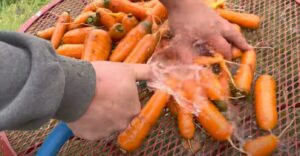 how to store carrots from the garden long term