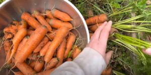 how to store carrots from the garden long term