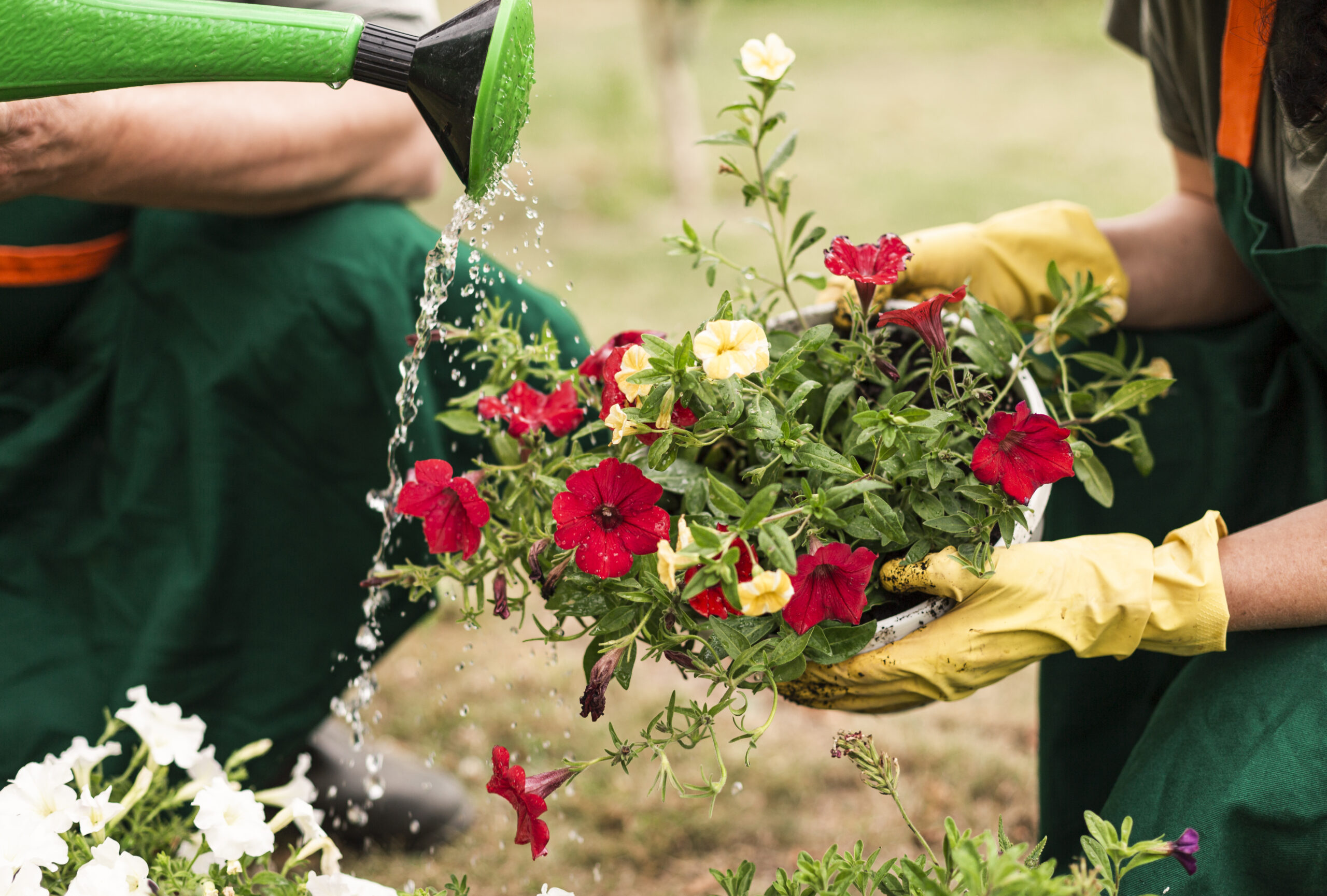 5 Best Garden Fertilizers for Potatoes in 2025: My Journey to Bountiful Spuds