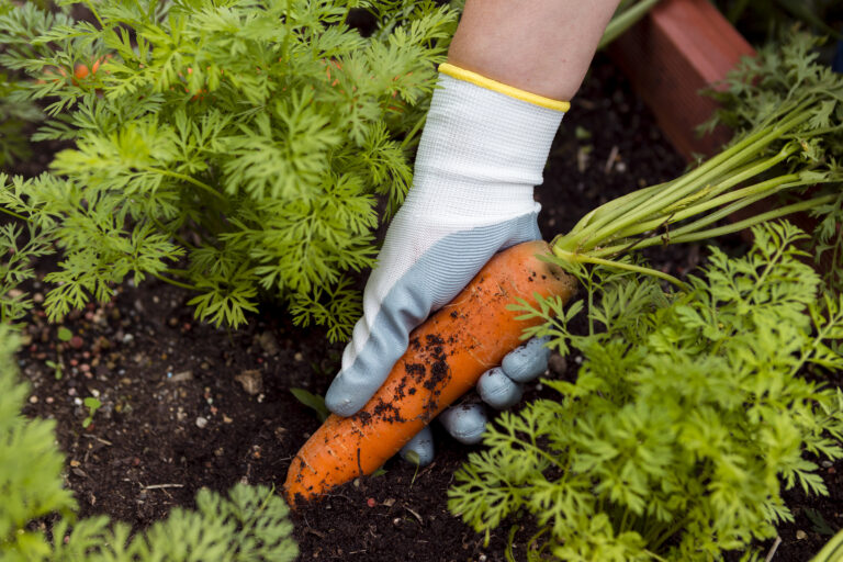 how to store carrots from the garden long term