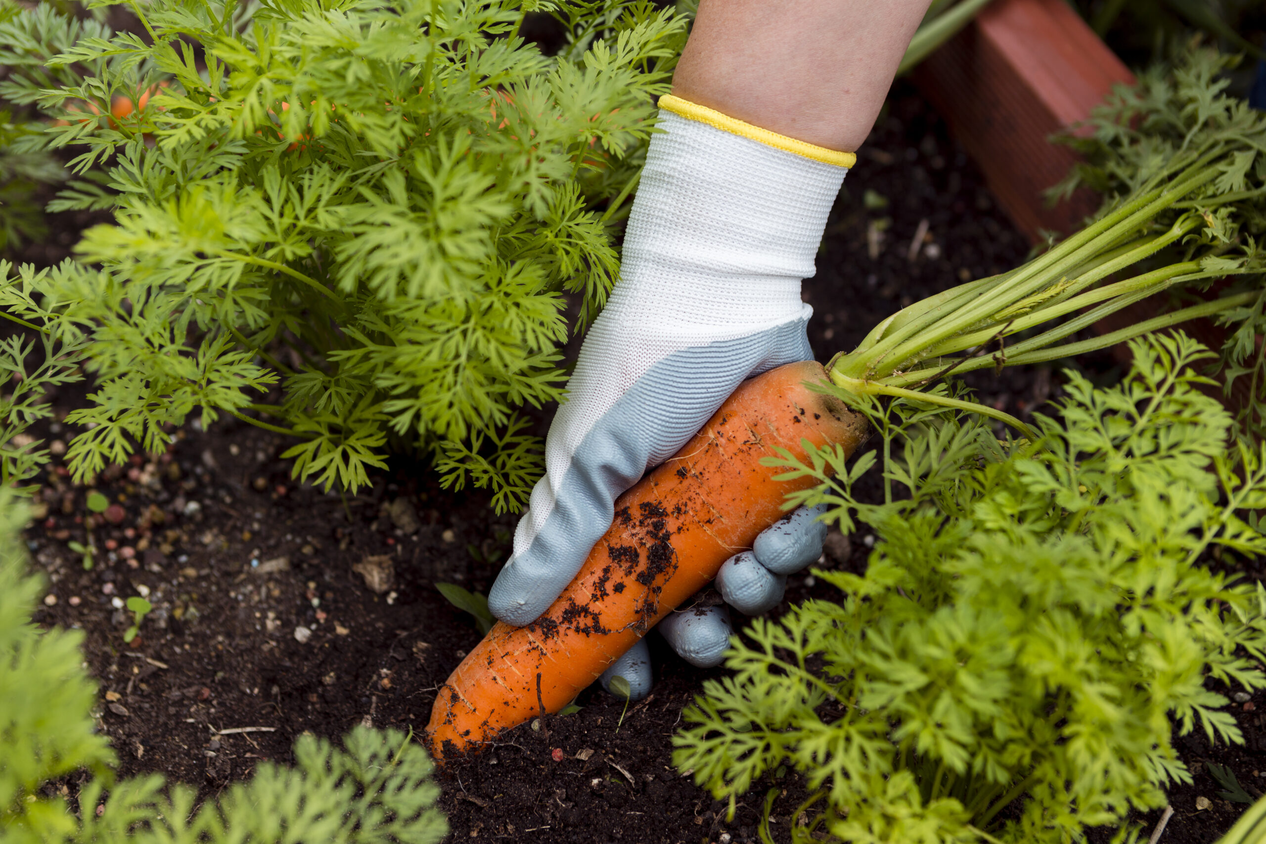 how to store carrots from the garden long term