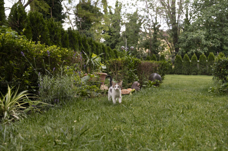 how to keep cats out of garden beds naturally