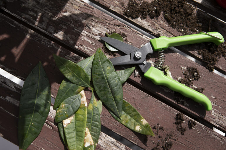 The 5 Best Garden Pruners for Sale in 2025: A Comprehensive Guide